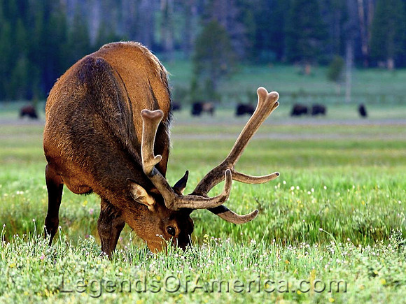 Yellowstone, WY - Elk