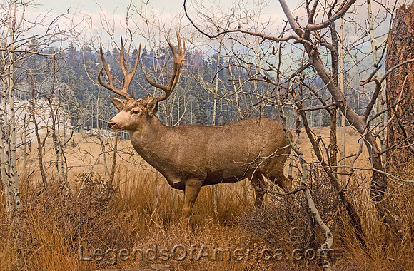 Denver, CO -  Museum of Nature & Science - Elk