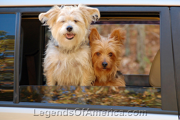 Maramec Spring Park, MO - Dogs