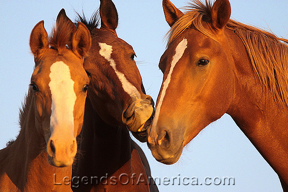 Oregon Horses