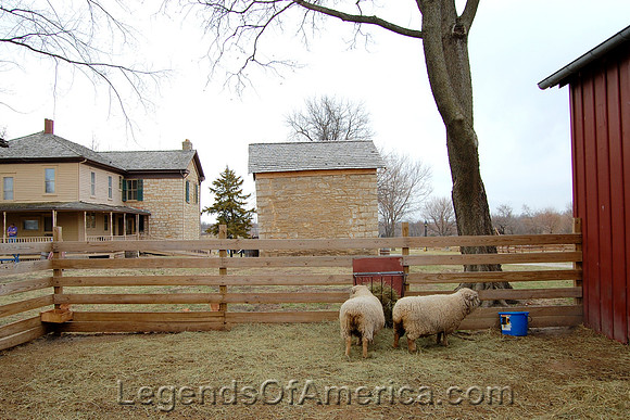 Olathe, KS - Mahaffie Stage Stop - Sheep