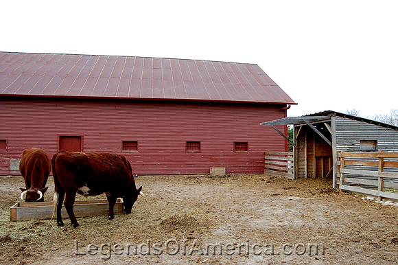 Olathe, KS - Mahaffie Stage Stop - Oxen