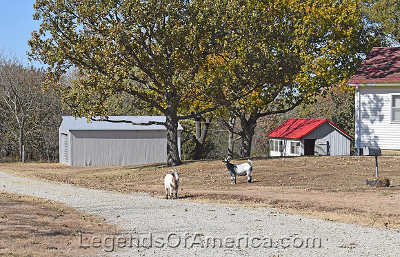 Arvonia, KS - Goats