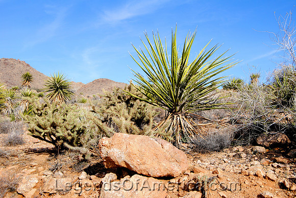 Golden Valley, AZ - Yard-2