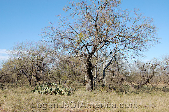 Fort Richardson, TX - Landscape