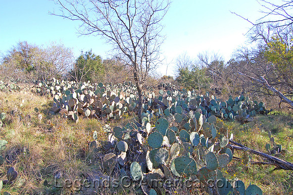 Fort Richardson, TX - Cactus