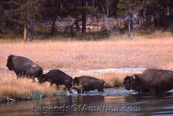 Yellowstone, WY - Bison at the River