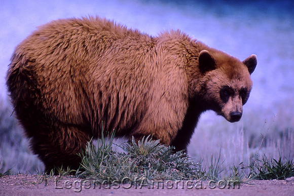 Yellowstone, WY - Black Bear