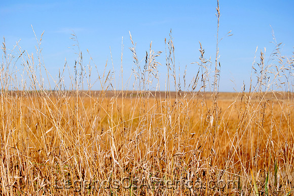 South Dakota Agriculture