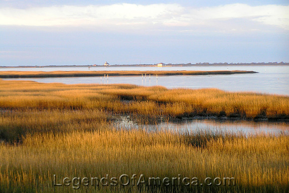 Assateague Island, VA - Horse at Tom's Cove