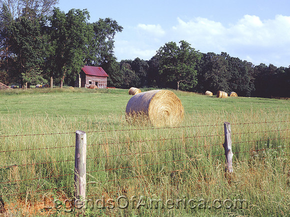 Rural, NC -  Farm Scene