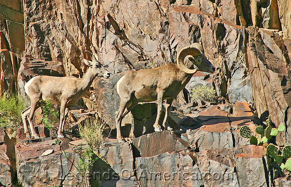 Grand Canyon, AZ - Bighorn Sheep