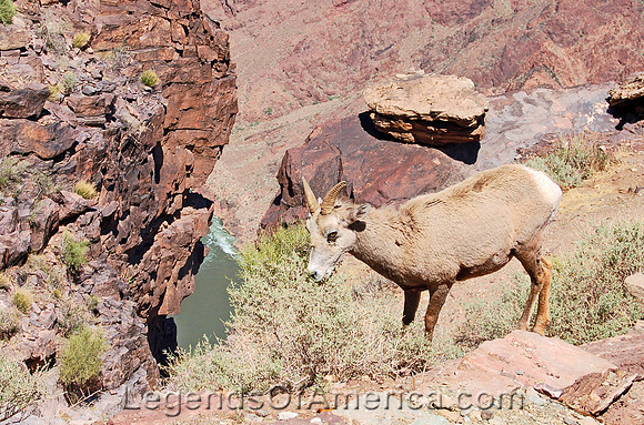 Grand Canyon, AZ - Bighorn Sheep - 2