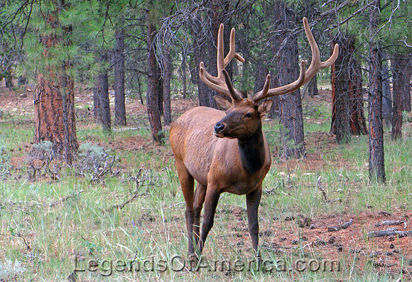Grand Canyon, AZ - Elk