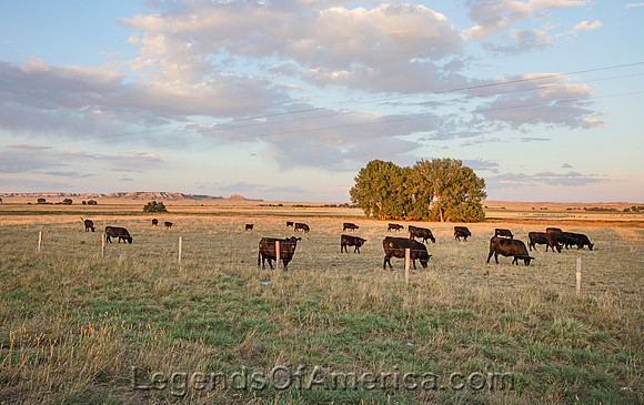 Lingle, WY - Cattle Grazing