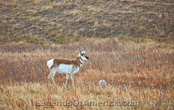 Medora, ND - Theodore Roosevelt National Park Antelope