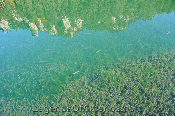 Spearfish Canyon, SD - River Fish