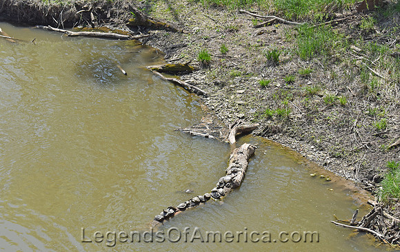 Cottonwood Falls, KS - Cottonwood River Turtles