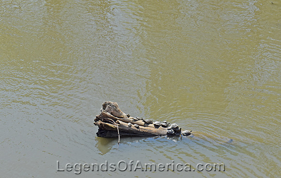 Cottonwood Falls, KS - Cottonwood River Turtles - 2