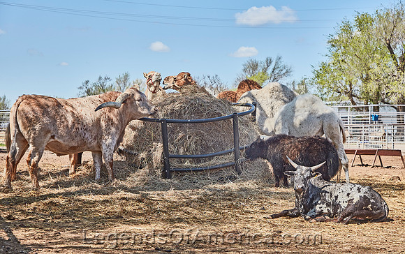 Nickerson, KS - Hedrick Exotic Animal Farm