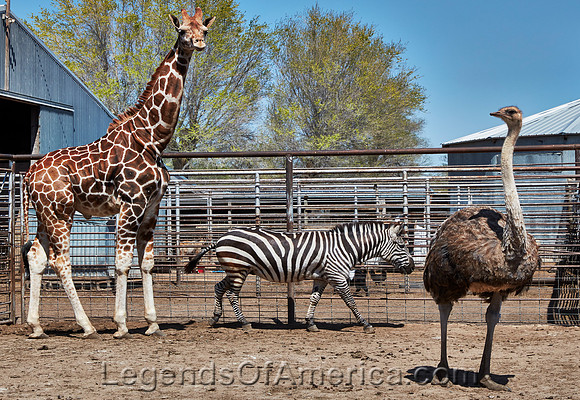 Nickerson, KS - Hedrick Exotic Animal Farm - 2