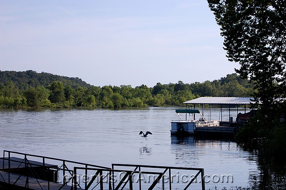 Lake Of the Ozarks, MO -Blue Heron-Flight