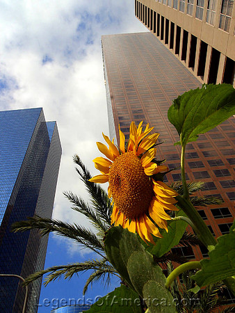 Los Angeles, CA - Sky Scrapers