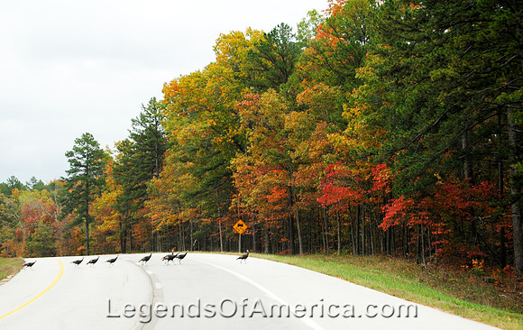 Poplar Bluff, MO - Turkeys Crossing the Road