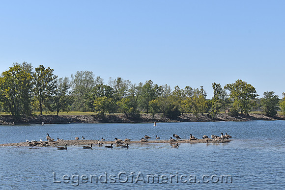 Warsaw, MO - Lake of the Ozarks Ducks