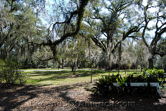 St Francisville, LA - Myrtle Plantation Grounds