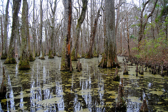 Cypress Swamp