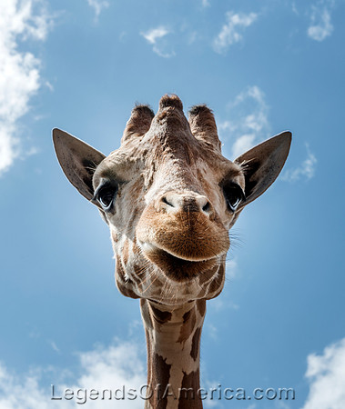 Brownsville, TX - Gladys Porter Zoo Giraffe