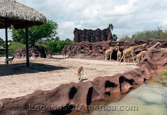 Brownsville, TX - Gladys Porter Zoo Gazelles and Giraffes