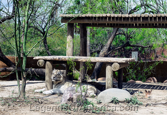 Brownsville, TX - Gladys Porter Zoo White Tiger