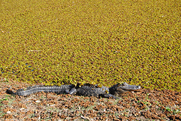 Avery Island, LA - Jungle Gardens Alligator