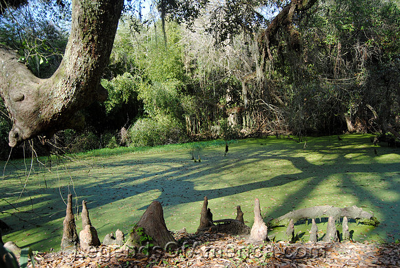 Avery Island, LA - Jungle Gardens Swamp