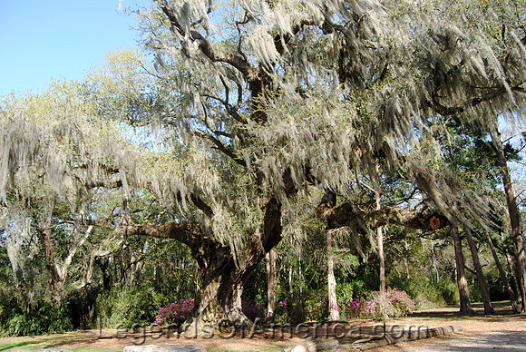 Avery Island, LA - Oak