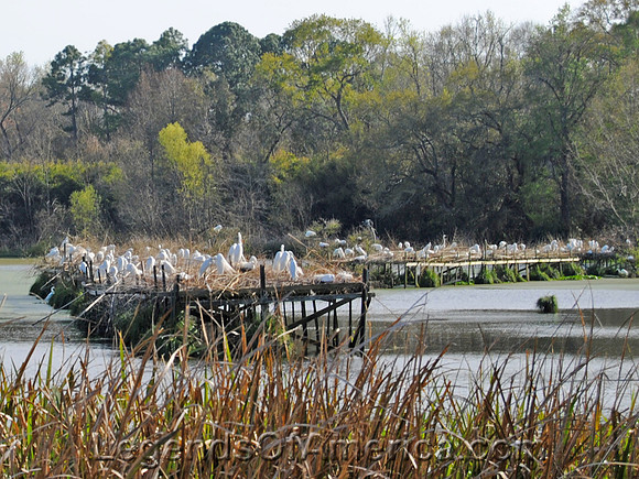 Avery Island, LA - Birds