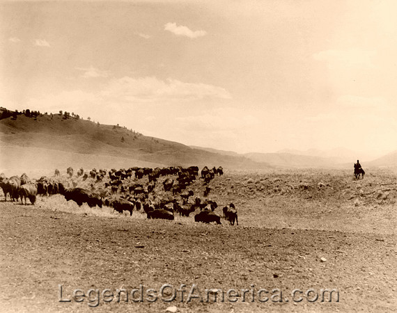 Yellowstone, WY - Buffalo Herd