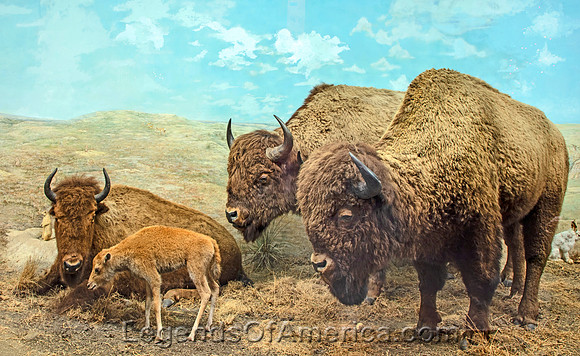 Hastings, NE - Museum diorama of plains buffalo