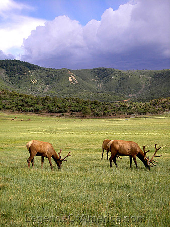 Elk in Southern Colorado
