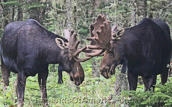 Isle Royale National Park, MI - Dueling Moose