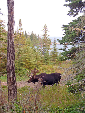 Isle Royale National Park, MI - Moose