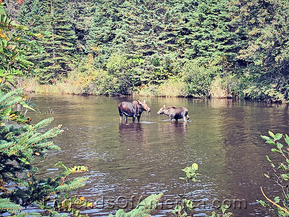 Isle Royale National Park, MI - Moose Washington Creek