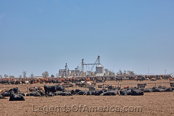 Garden City, KS - Cattle Feed Lot