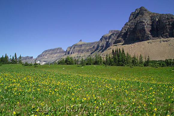 Rocky Mountain National Park, CO - Wild Flowers