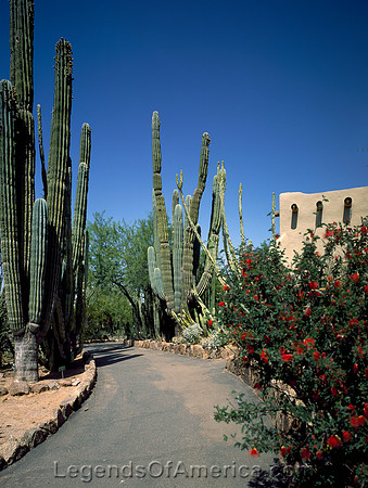Tucson, AZ - Cactus Flowers