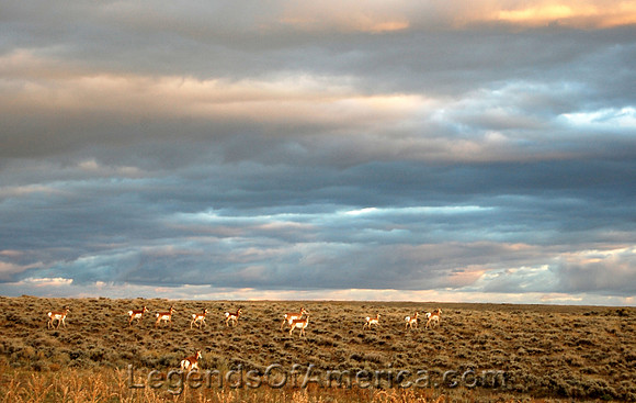 Southeast Wyoming - Pronghorn