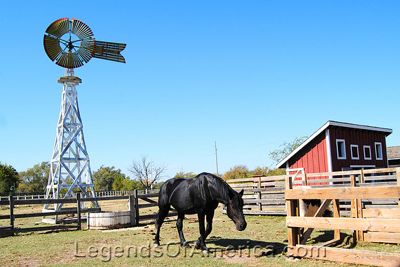 Wichita, KS - Old Cowtown - DeVore Farm Horse