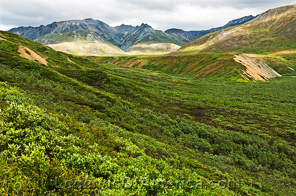 Denali National Park, AK - Thorofare